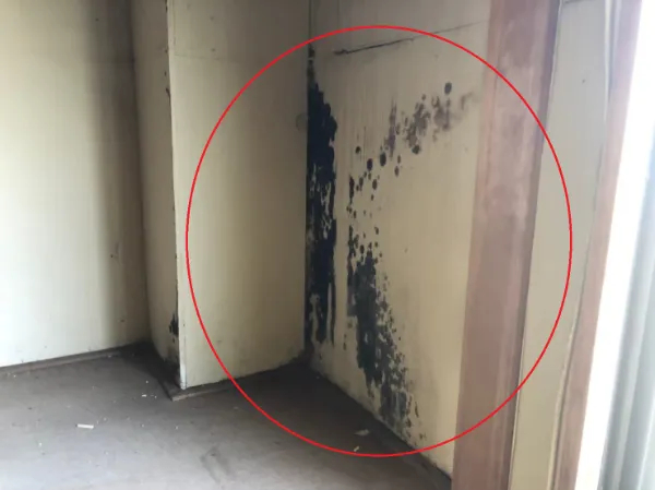 “室内のクロスに異常＝外壁に問題あり!?” 気づかないうちに進行する雨漏り・結露・カビ被害の3大リスクと今すぐやるべき対策5選