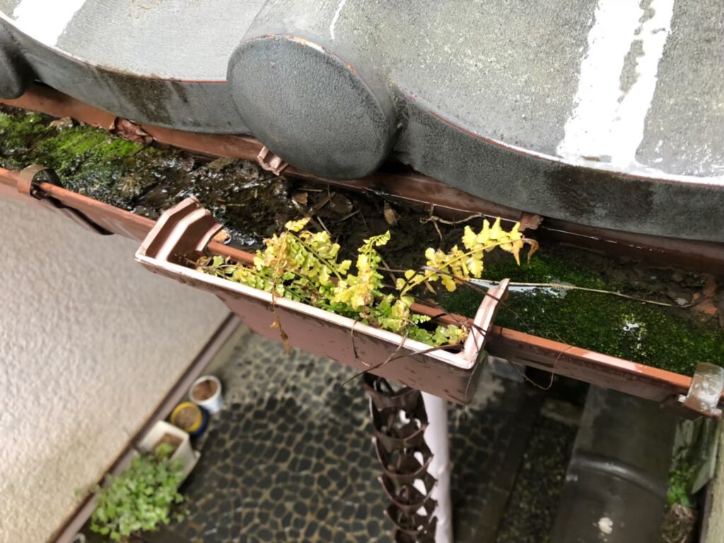 雨樋内部に泥が詰まり、雨水が正常に流れていない状態