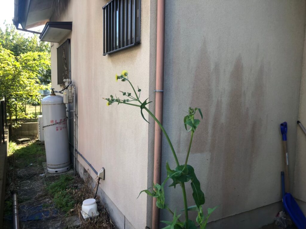 経年劣化により外壁に黒ずみ汚れが付着している状態