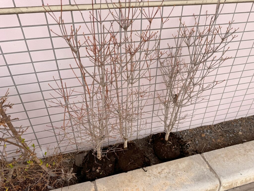 もともと包装されている根の部分の養生を外し、痛みや枯れが無いか確認を行い問題のないつつじの写真