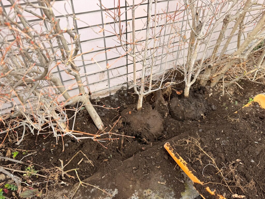 周辺の土の量を調整しながら高さやバランスを整え、植え付け作業を行っているつつじの写真