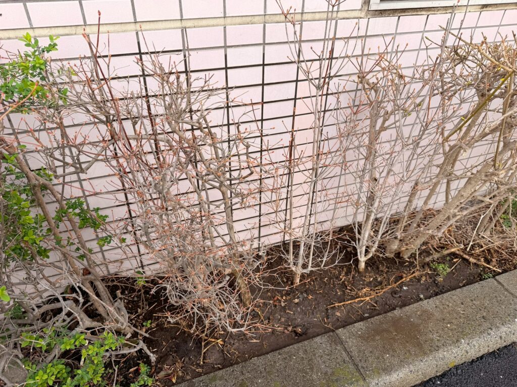 土と水の量を適切に調整し、周囲の土の高さになじむよう丁寧にならし終えたつつじの写真