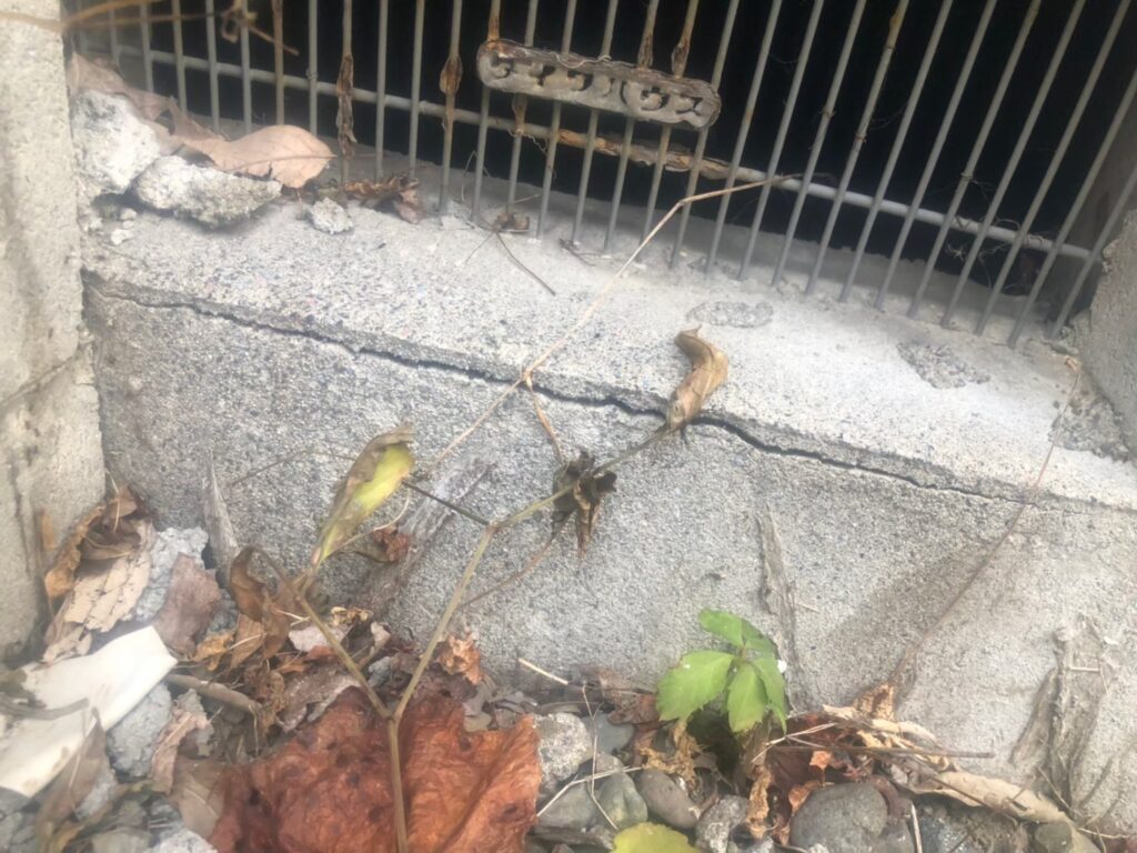 地震の影響により基礎表面にひび割れが広がり、劣化が進行している状況