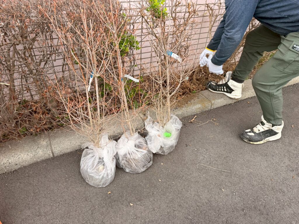 坂戸中央病院に元々植えられていた、つつじを新しく現地に持ってきた写真