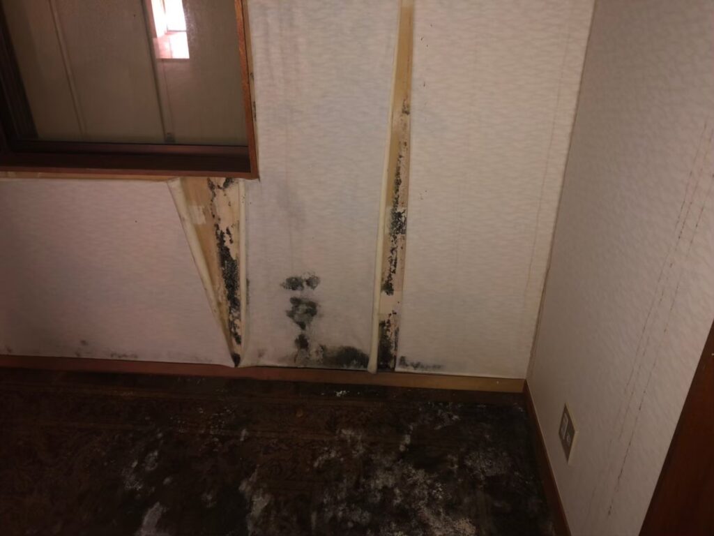雨漏りの影響により室内クロスにカビが発生している状態