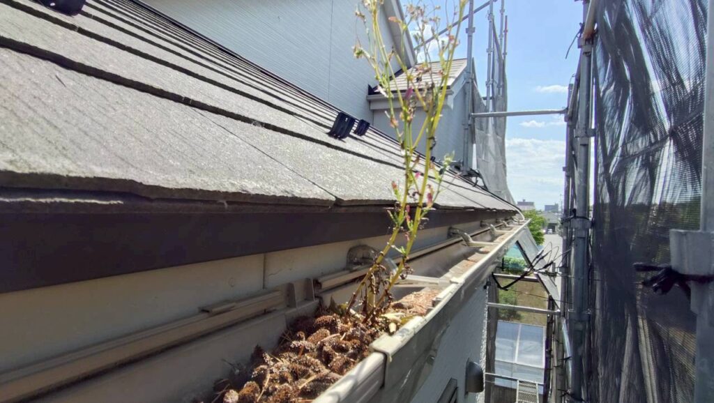 雨樋修繕工事の現場で実際に撮影した施工前の落ち葉による排水不良の作業写真