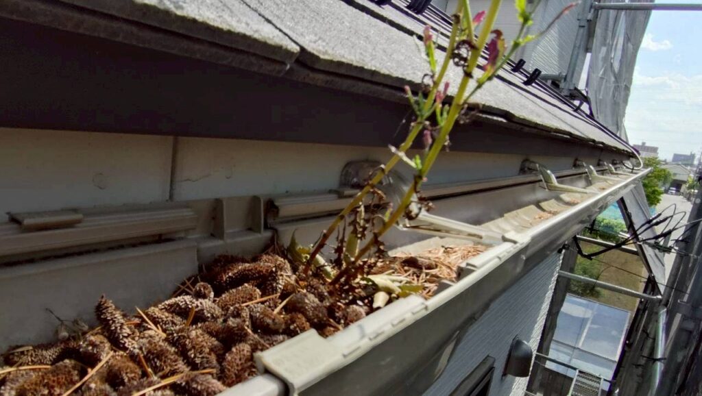 落ち葉の詰まりで排水不良を起こした雨樋